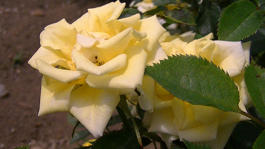 バラの花の写真5月19日柏の葉公園内バラ園にて・德應淳撮影・ 