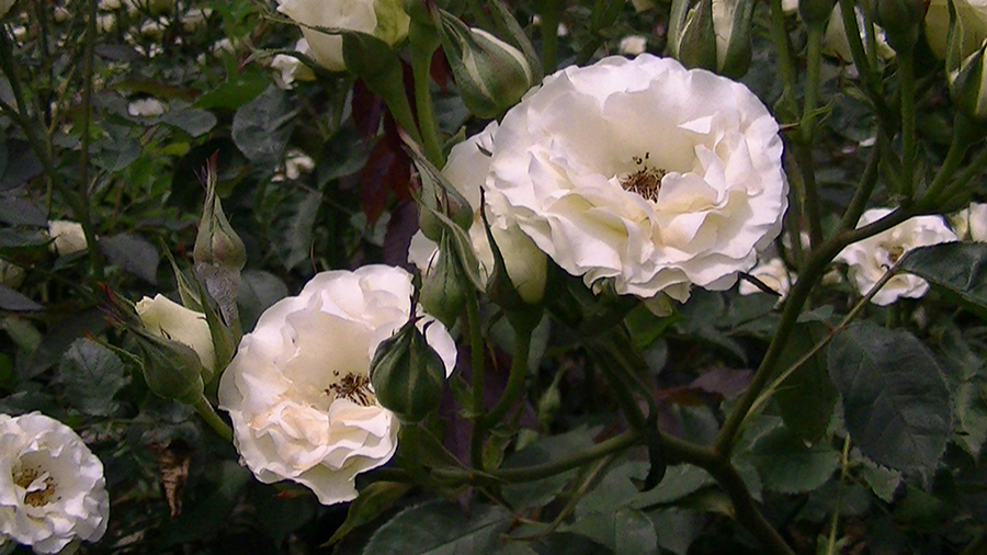 バラの花の写真5月19日柏の葉公園内バラ園にて・德應淳撮影・ 