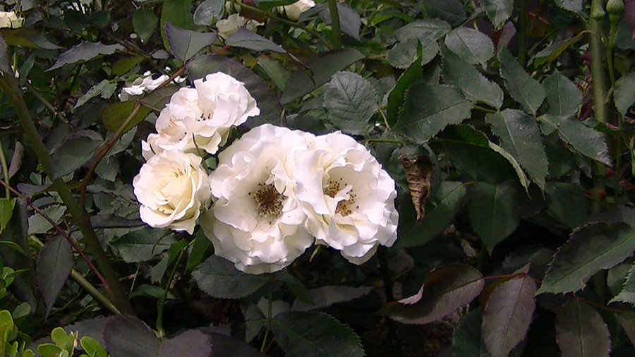 バラの花の写真5月19日柏の葉公園内バラ園にて・德應淳撮影・ 