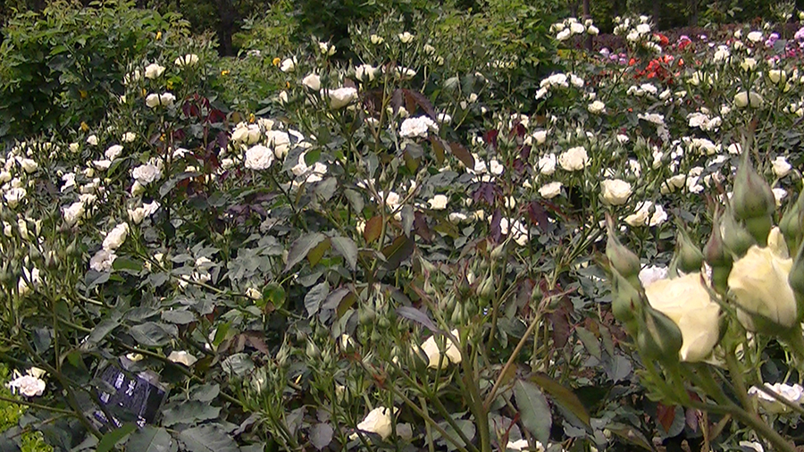 バラの花の写真5月19日柏の葉公園内バラ園にて・德應淳撮影・ 