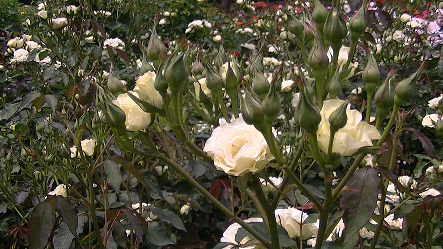 バラの花の写真5月19日柏の葉公園内バラ園にて・德應淳撮影・ 