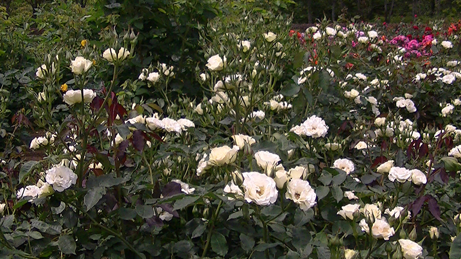 バラの花の写真5月19日柏の葉公園内バラ園にて・德應淳撮影・ 