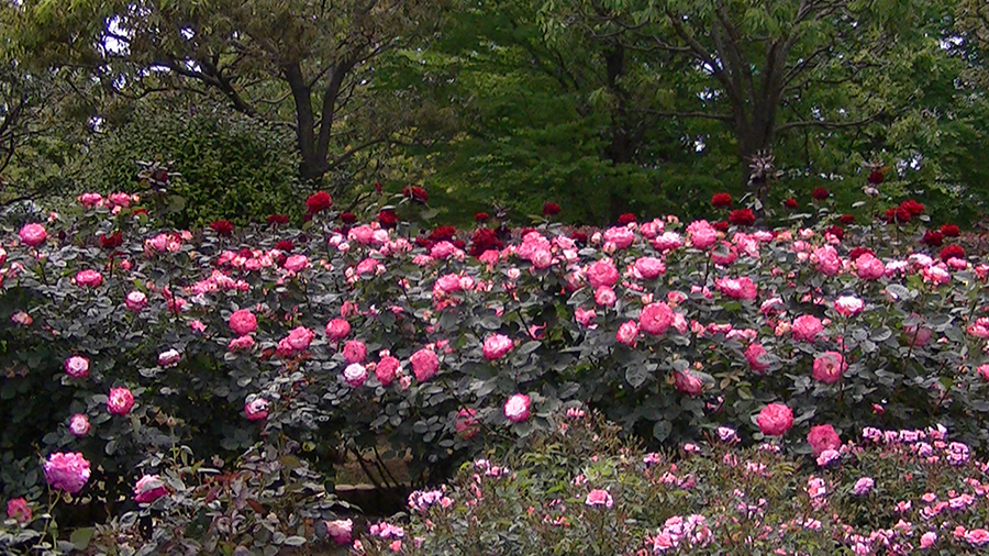 バラの花の写真5月19日柏の葉公園内バラ園にて・德應淳撮影・ 