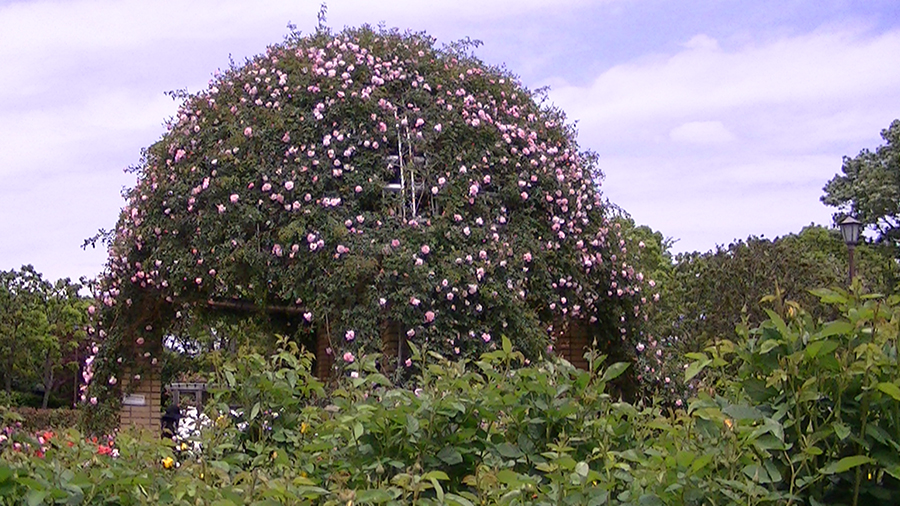 バラの花の写真5月19日柏の葉公園内バラ園にて・德應淳撮影・ 