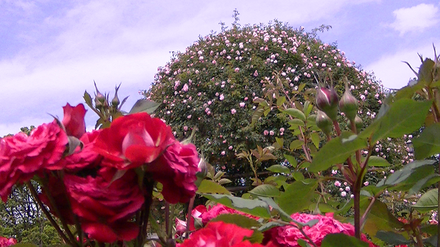 バラの花の写真5月19日柏の葉公園内バラ園にて・德應淳撮影・ 