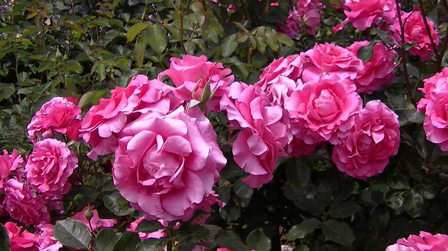 バラの花の写真5月19日柏の葉公園内バラ園にて・德應淳撮影・ 