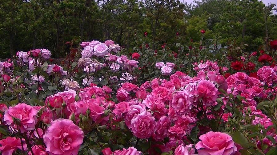 バラの花の写真5月19日柏の葉公園内バラ園にて・德應淳撮影・ 