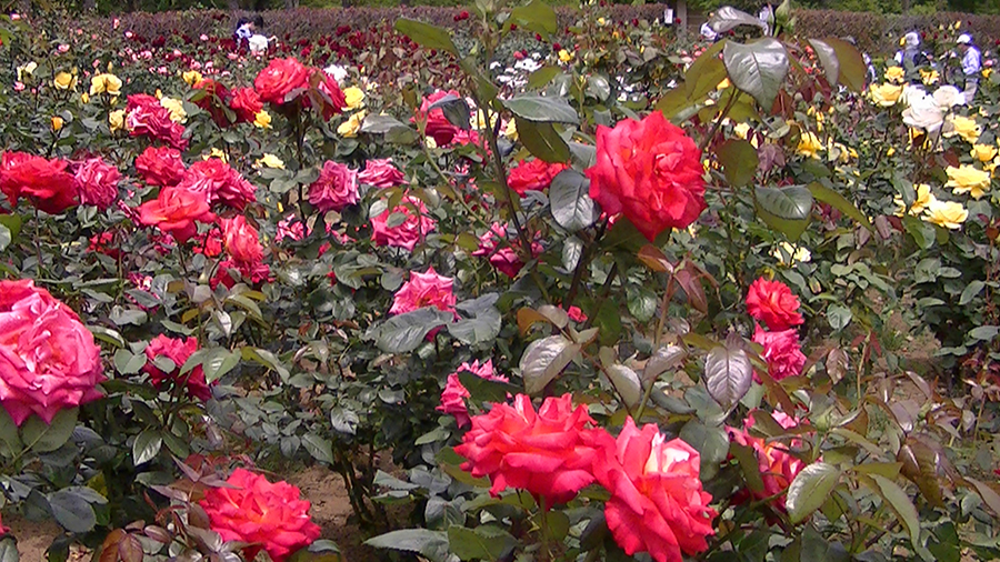 バラの花の写真5月19日柏の葉公園内バラ園にて・德應淳撮影・ 