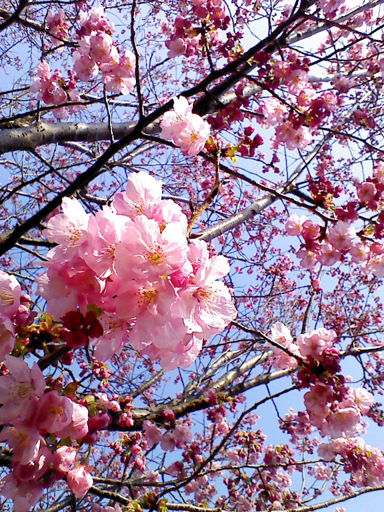 お花