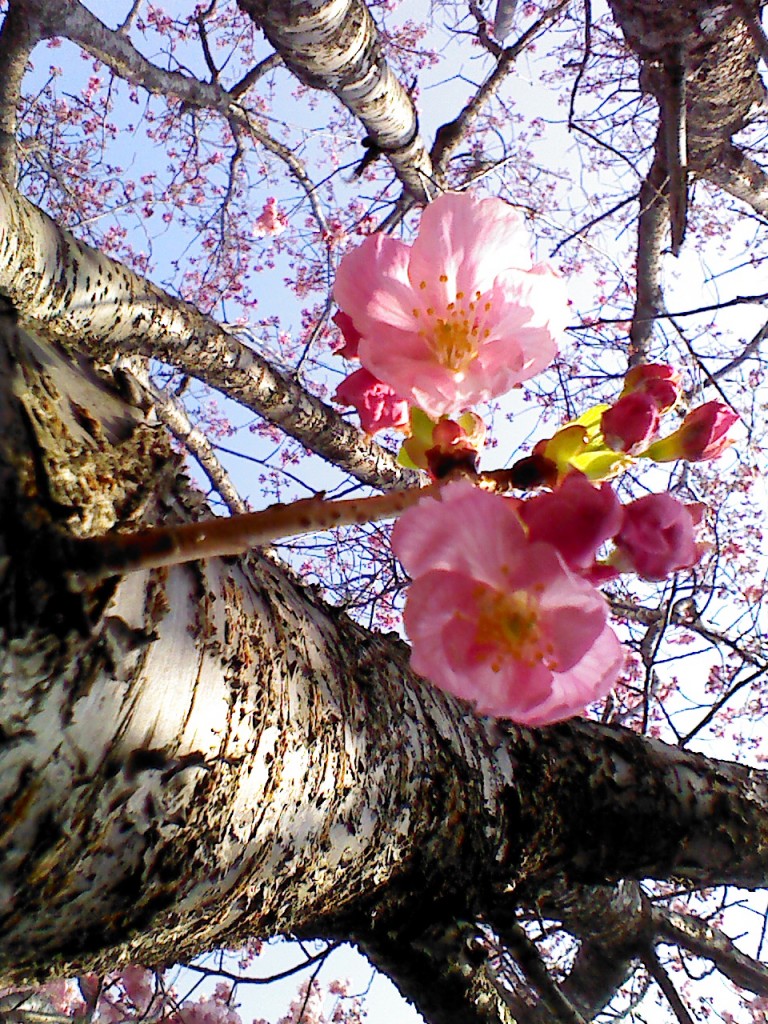 お花