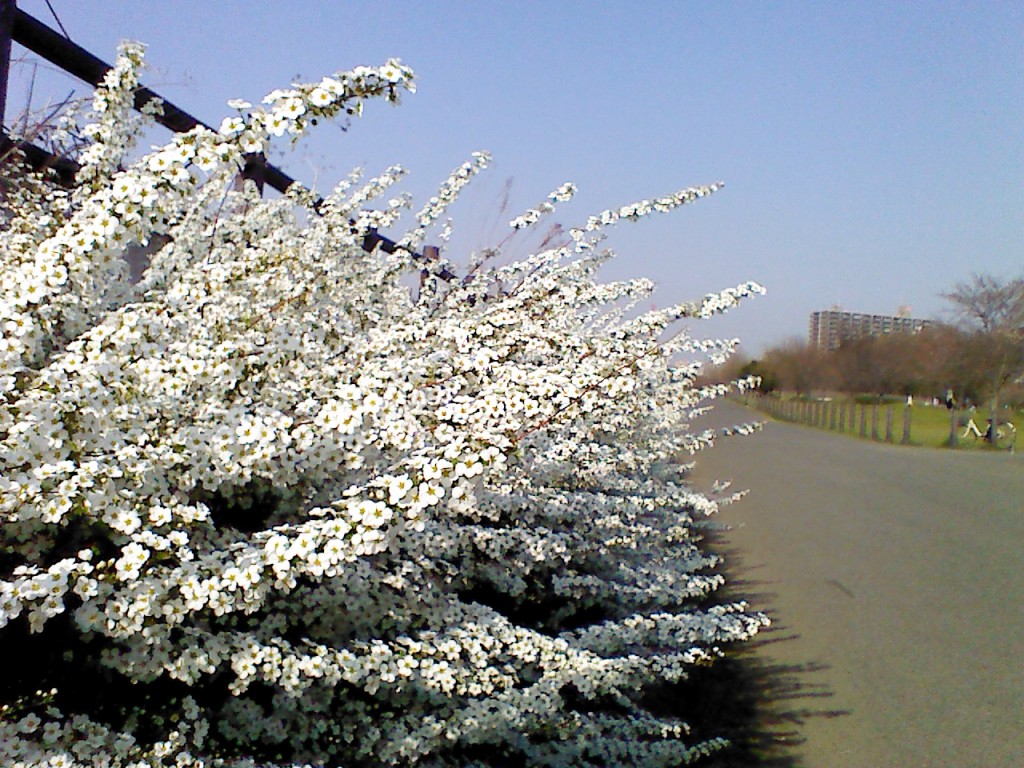 お花