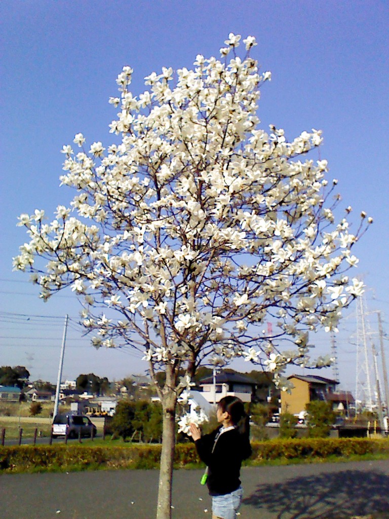 お花