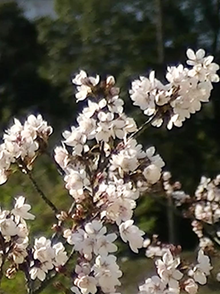 桜