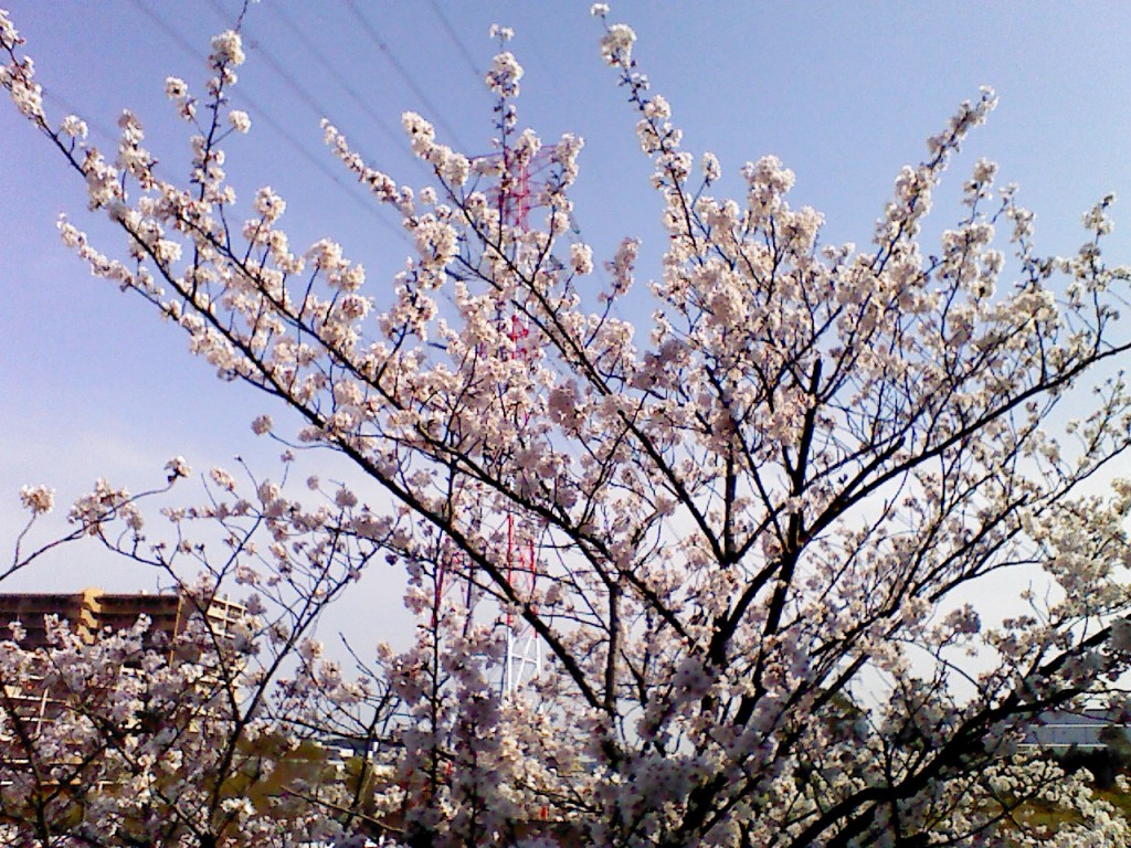 桜の花