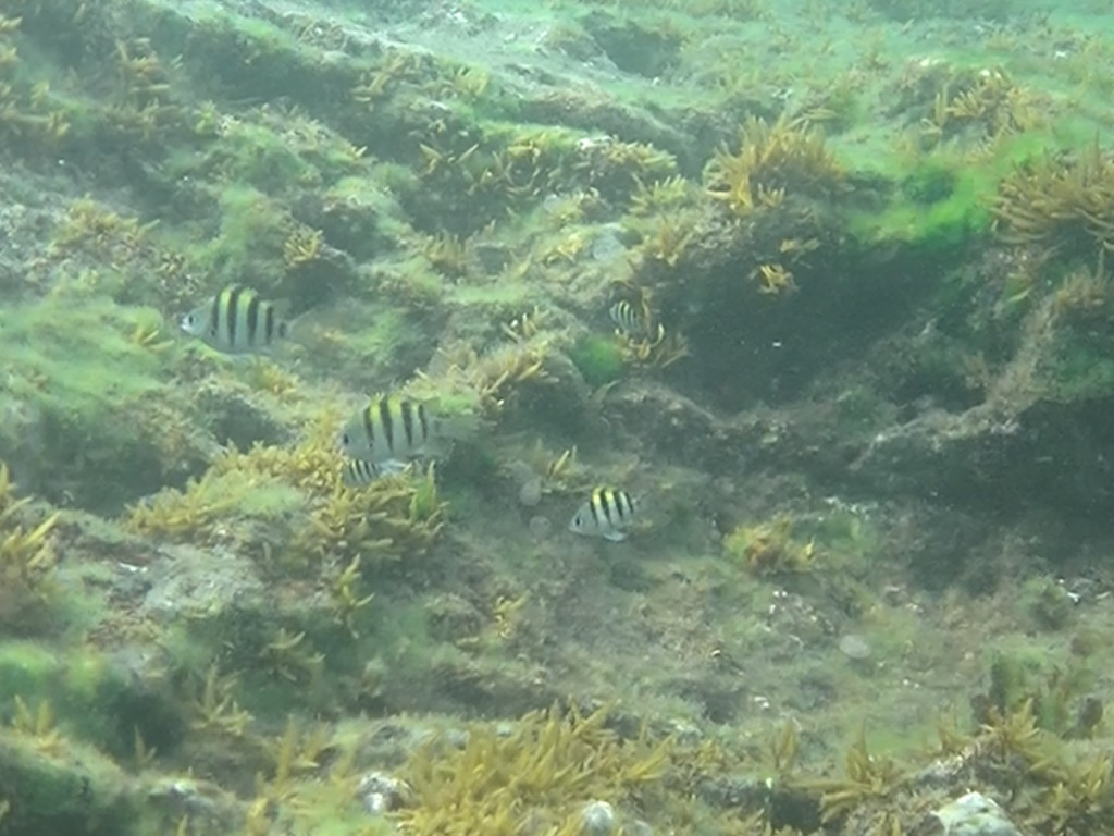 館山市見物の海中