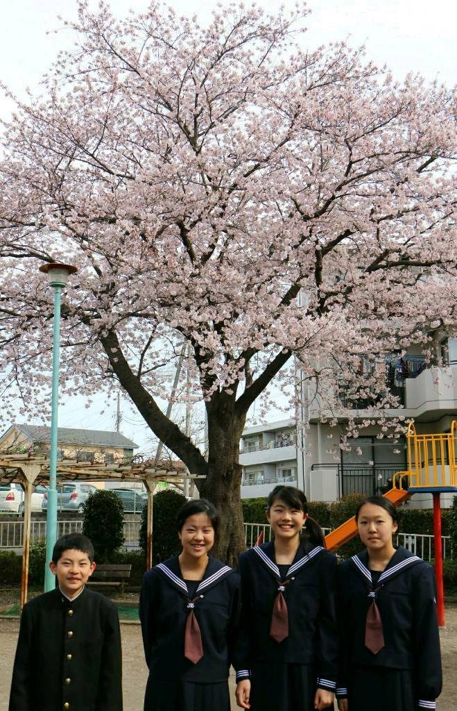 公園の桜の前で